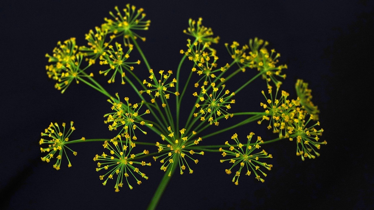 découvrez le monde aromatique de l'aneth, une herbe culinaire aux saveurs distinctes et aux nombreux bienfaits. apprenez à l'utiliser dans vos recettes pour rehausser vos plats.