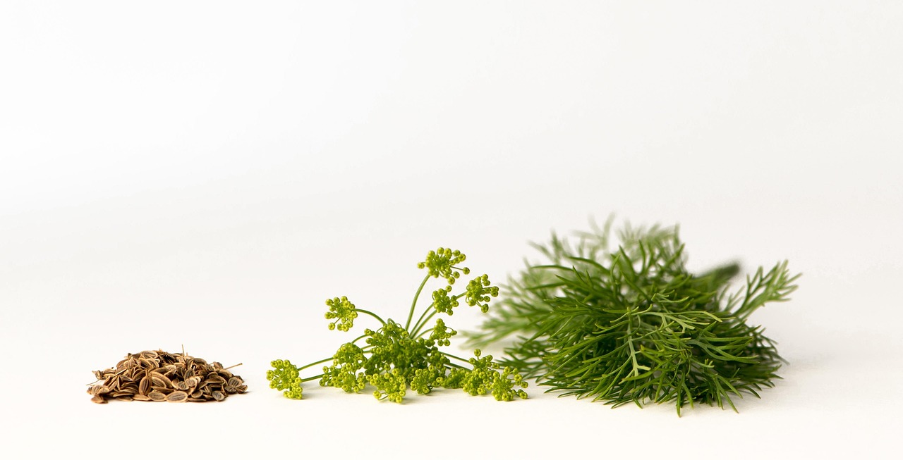 découvrez le dill, une herbe aromatique au goût délicat qui rehausse vos plats avec sa saveur fraîche et anisée. explorez ses bienfaits culinaires et ses usages variés dans la cuisine française et au-delà.