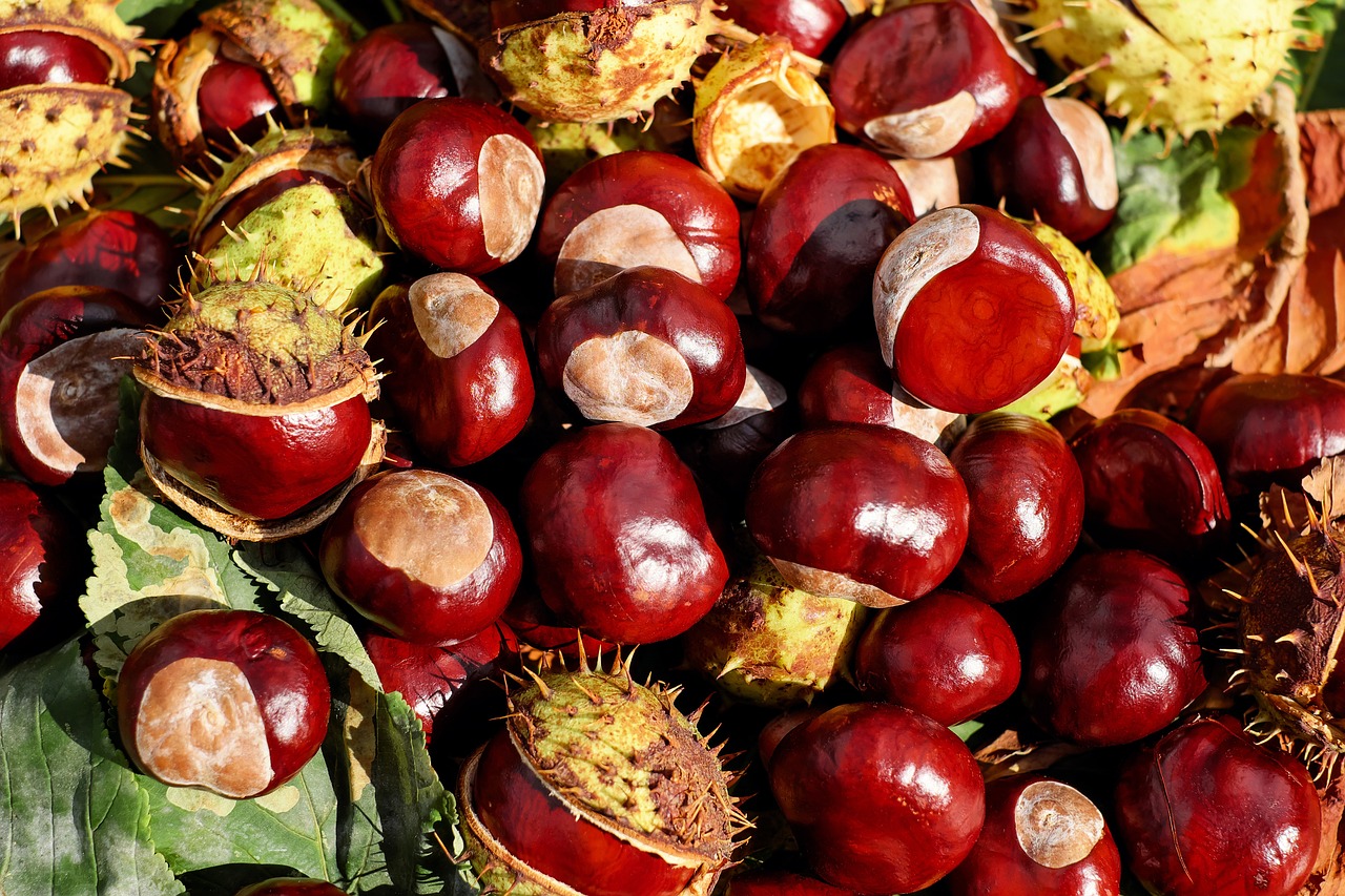 découvrez les plantes comestibles qui enrichissent votre alimentation et votre bien-être. explorez les variétés, leurs bienfaits et des recettes savoureuses pour intégrer ces trésors de la nature dans votre cuisine.