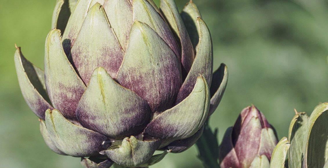 découvrez le monde fascinant des plantes comestibles ! apprenez à identifier et à utiliser ces trésors naturels pour enrichir votre alimentation et explorer des recettes savoureuses. du jardin à votre assiette, plongez dans l'univers des saveurs santé.