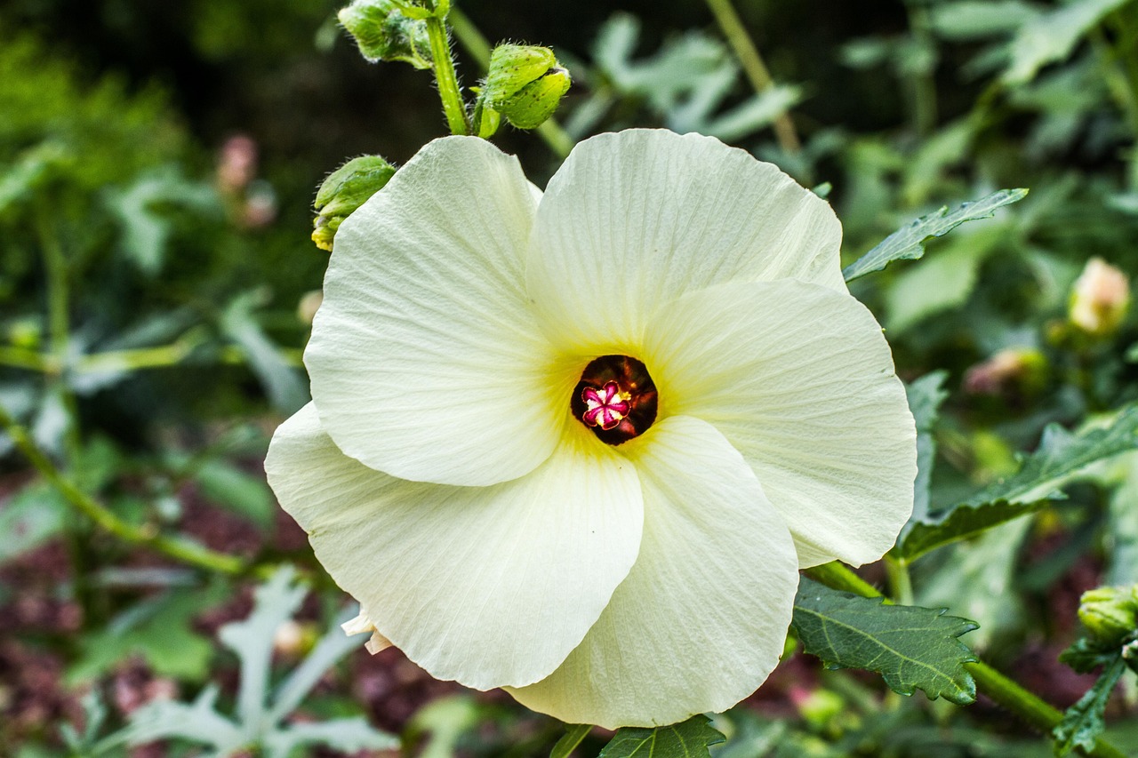 découvrez le monde fascinant des plantes comestibles ! apprenez à identifier, cultiver et savourer des variétés de plantes délicieuses et nutritives, tout en explorant des recettes créatives pour enrichir vos repas avec la nature.