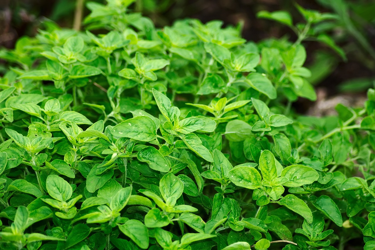 découvrez les plantes comestibles : des variétés savoureuses et nutritives qui enrichissent vos repas. apprenez à les identifier, à les cultiver et à les intégrer dans votre alimentation quotidienne pour une cuisine saine et délicieuse.