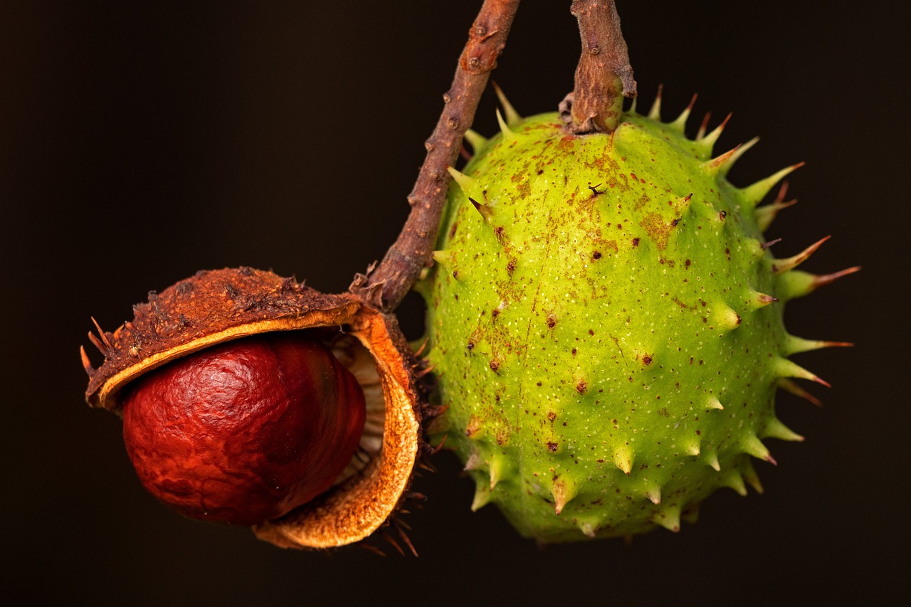 découvrez les meilleurs conseils pour cultiver des arbres fruitiers dans votre jardin. apprenez à choisir les variétés adaptées, à entretenir vos arbres et à récolter des fruits savoureux tout au long de l'année.