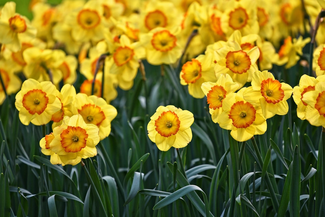 découvrez l'art du jardinage : conseils, astuces et techniques pour créer et entretenir votre jardin idéal. transformez votre espace extérieur en un havre de paix avec nos guides pratiques.