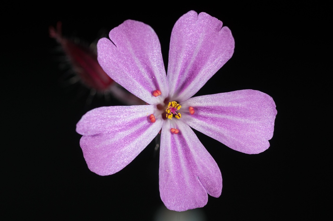 découvrez nos magnifiques géraniums, des fleurs colorées idéales pour embellir votre jardin ou votre balcon. apprenez à les cultiver et à en prendre soin pour profiter de leur floraison abondante tout au long de l'année.