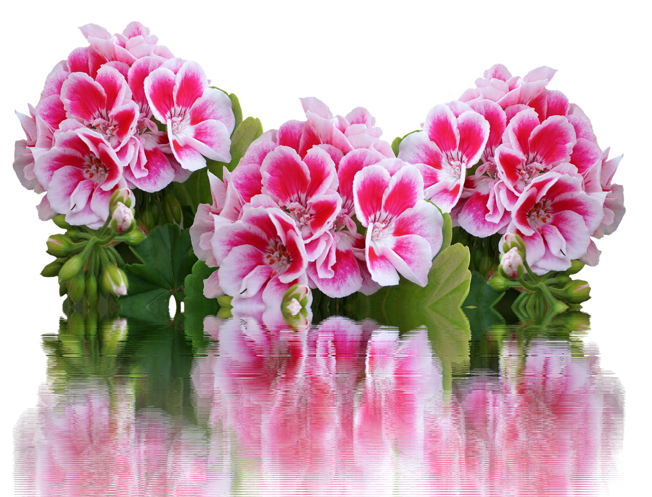 découvrez l'univers coloré des géraniums, des plantes emblématiques appréciées pour leur beauté et leur facilité d'entretien. apprenez à les cultiver, à choisir les meilleures variétés pour votre jardin, et à profiter de leur floraison éclatante tout au long de l'année.