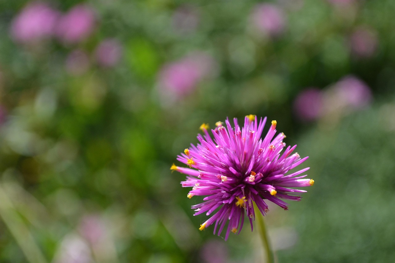 découvrez la gomphrena, une plante ornementale à fleurs vibrantes et colorées, idéale pour embellir vos jardins et balcons. apprenez tout sur ses variétés, ses soins et ses bienfaits en horticulture.