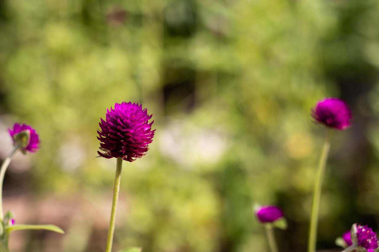 découvrez la gomphrena, une plante estivale aux fleurs colorées et durables, idéale pour embellir vos jardins ou vos arrangements floraux. apprenez tout sur ses soins et ses variétés pour profiter pleinement de sa beauté tout au long de la saison.