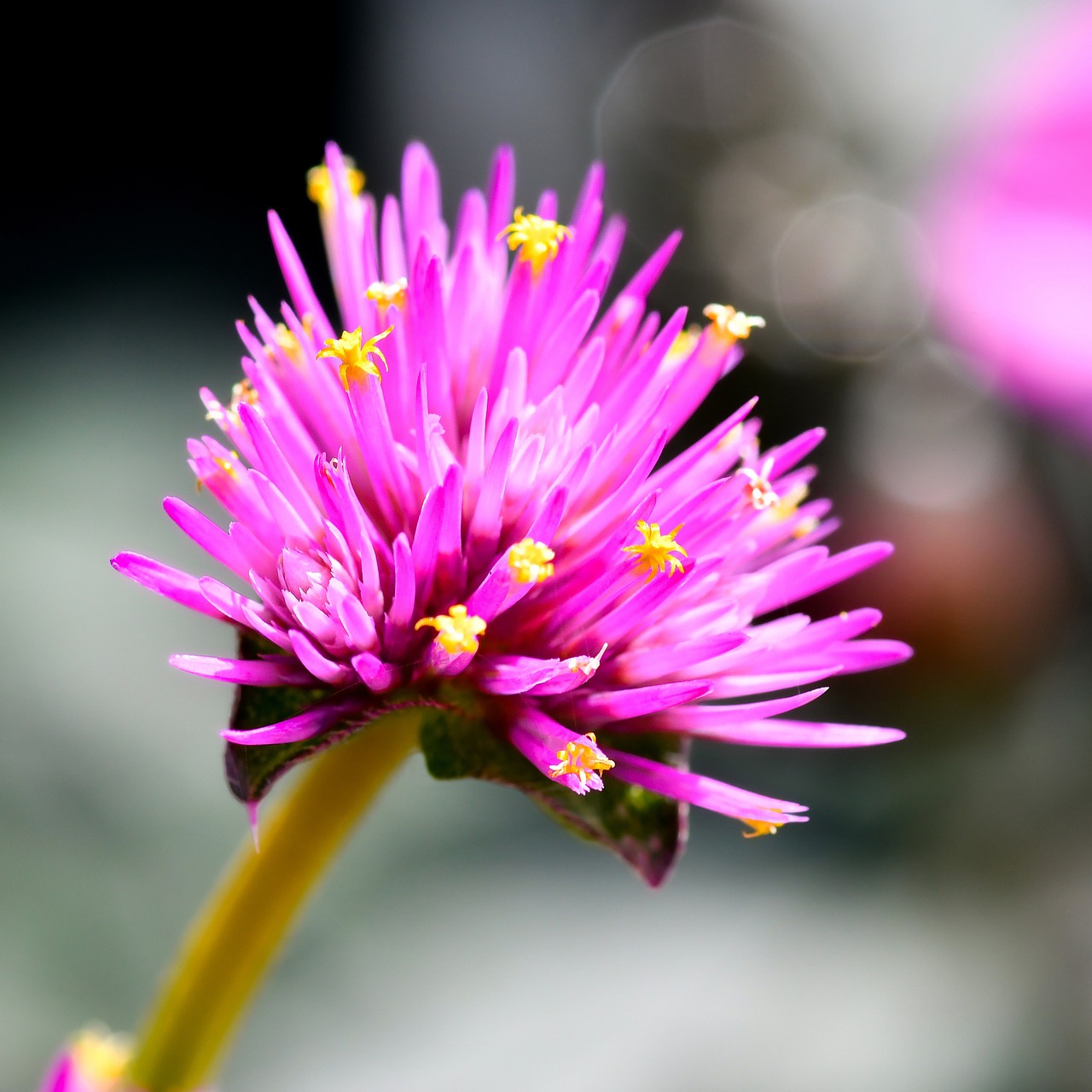 découvrez la gomphréna, une plante vivace colorée et résistante, idéale pour embellir vos jardins et pots. apprenez tout sur ses variétés, ses caractéristiques et ses conseils d'entretien pour en faire un atout décoratif unique.