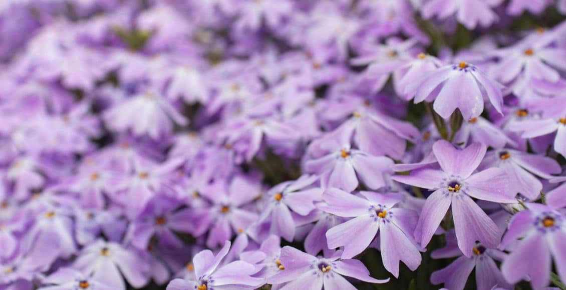 découvrez les bienfaits des couvre-sols pour votre jardin : des solutions esthétiques et pratiques pour embellir vos espaces verts tout en préservant l'environnement. apprenez à choisir et entretenir les meilleures plantes couvre-sols pour un jardin durable.