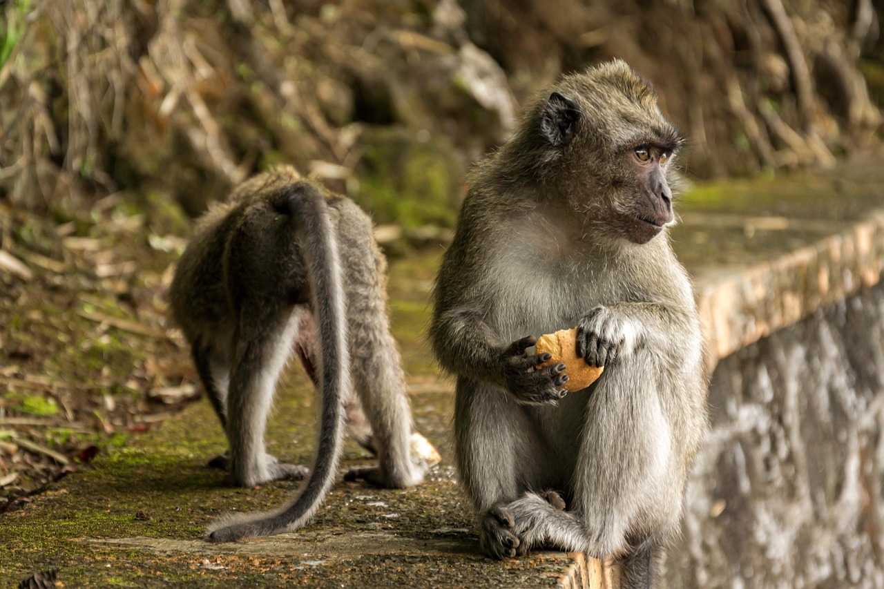 découvrez des alternatives indigènes innovantes et durables, mettant en valeur les connaissances et pratiques ancestrales. explorez des solutions respectueuses de l'environnement et des cultures autochtones qui promulguent la biodiversité et la justice sociale.