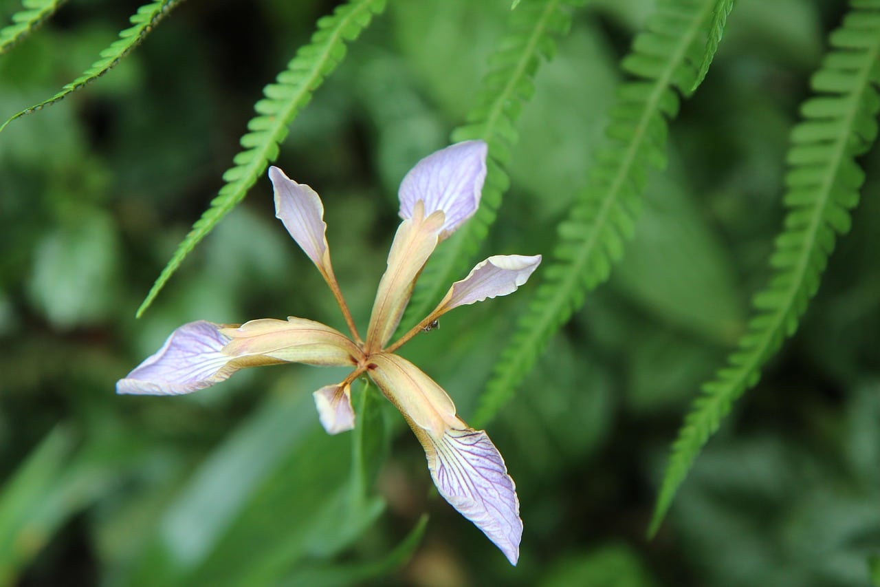 découvrez l'iris borer, un insecte nuisible qui affecte les iris et d'autres plantes. apprenez à identifier ses signes, à prévenir son infestation et à protéger vos jardins avec des méthodes naturelles et des conseils d'experts.
