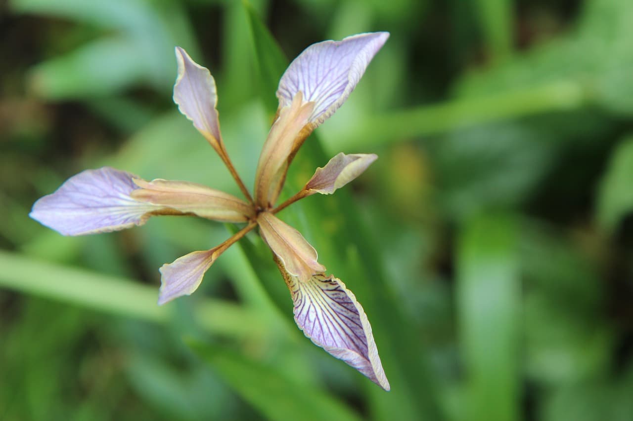 découvrez l'iris borer, un insecte ravageur qui attaque les iris et autres plantes. apprenez à identifier ses symptômes, les méthodes de prévention et des conseils pour protéger votre jardin contre cette menace.