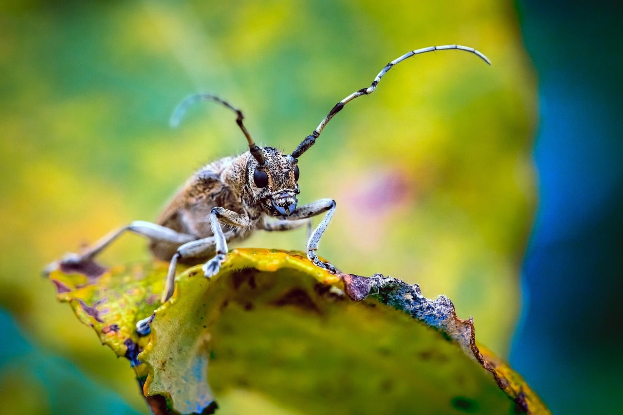 découvrez tout sur l'iris borer, cet insecte ravageur qui affecte les iris. apprenez à identifier les signes d'infestation et les meilleures méthodes pour protéger vos plantes. informez-vous sur les solutions écologiques et les traitements efficaces pour garder vos iris en pleine santé.