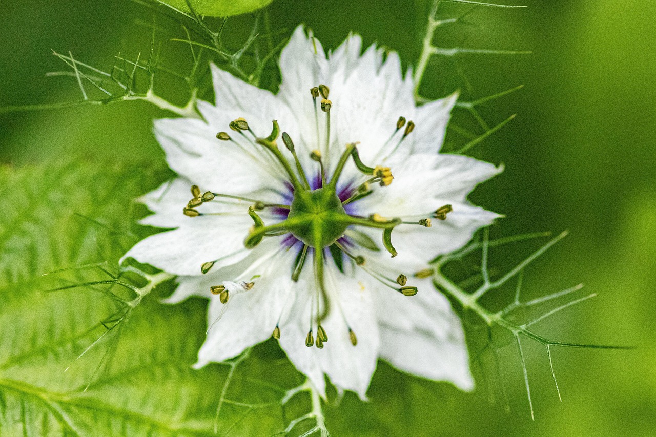 découvrez le charme unique de l'amour dans le brouillard (love-in-a-mist), une fleur énigmatique qui envoûte par ses délicates pétales et son feuillage mystérieux. idéale pour embellir vos jardins et bouquets, cette plante fascinante apporte une touche de poésie et de romantisme à votre espace.