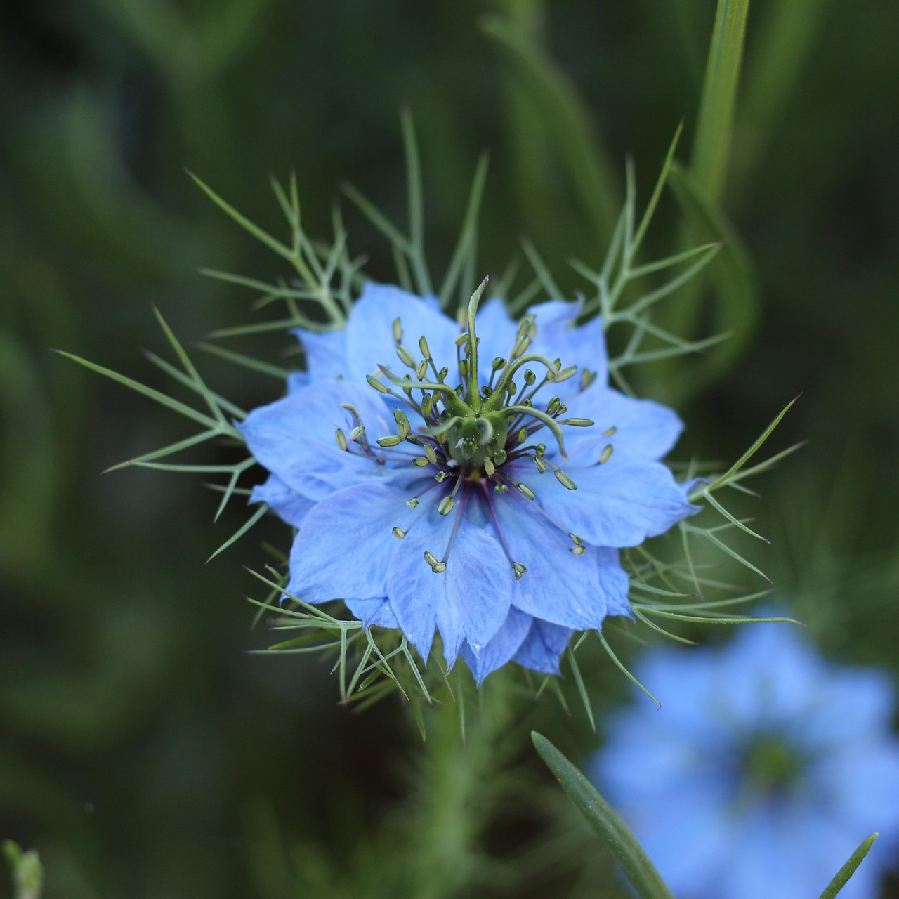 découvrez le charme envoûtant du love-in-a-mist, une plante fascinante qui enchante par ses fleurs délicates et son feuillage intrigant. apprenez à cultiver cette beauté étoilée dans votre jardin, ainsi que ses secrets d'entretien et ses associations florales pour sublimer vos aménagements paysagers.