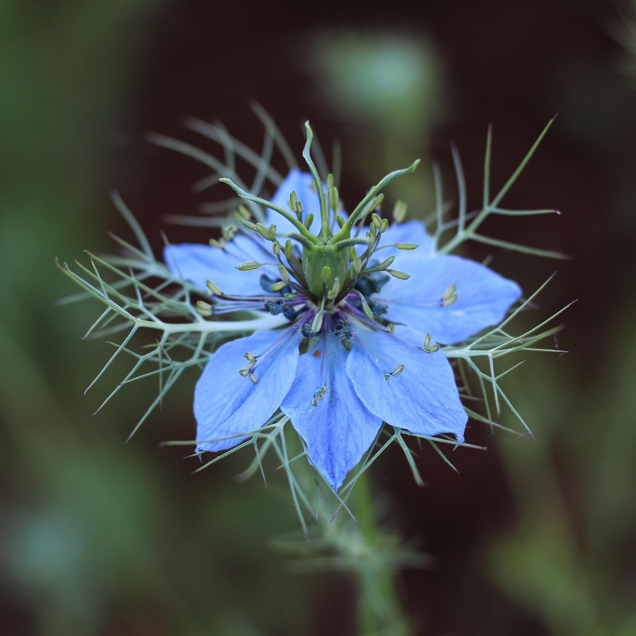 découvrez le 'love-in-a-mist', une plante délicate aux fleurs captivantes qui apportent une touche de romantisme à votre jardin. avec ses feuillages finement découpés et ses couleurs éclatantes, elle est parfaite pour les amoureux des jardins floraux. sa culture est aisée et son entretien minimal, idéale pour les jardiniers de tous niveaux.