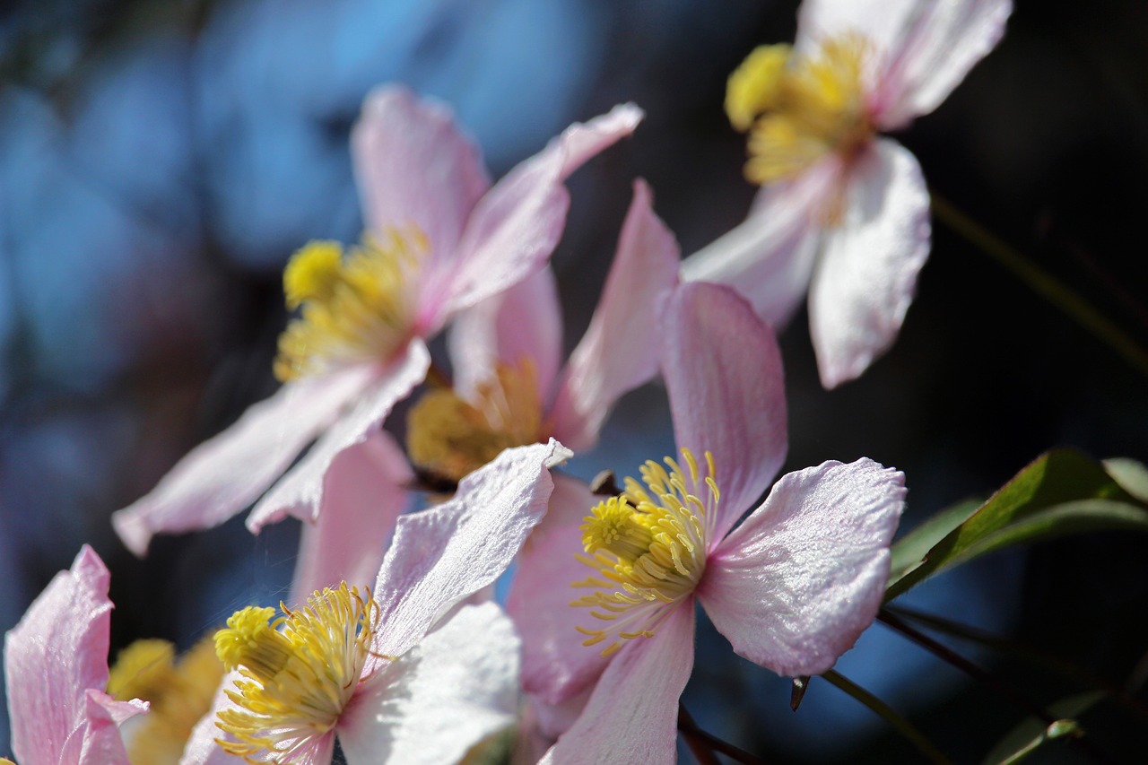 découvrez comment maximiser l'éclosion et la floraison de vos plantes grâce à des astuces et des techniques éprouvées. apprenez à optimiser les conditions de croissance pour des jardins éclatants et luxuriants.