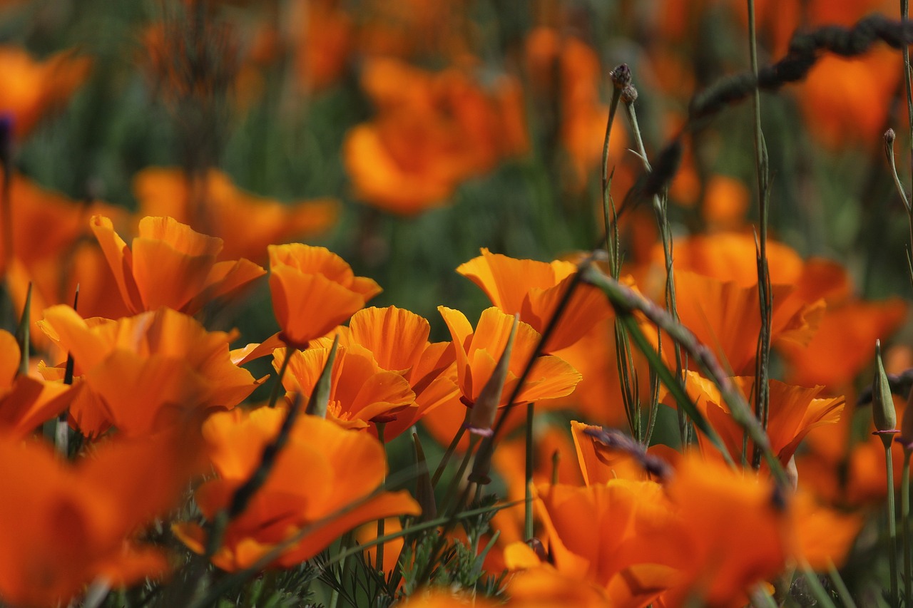 découvrez comment maximiser l'épanouissement de vos plantes grâce à des techniques de jardinage adaptées. apprenez les secrets pour favoriser la floraison et embellir votre espace vert.