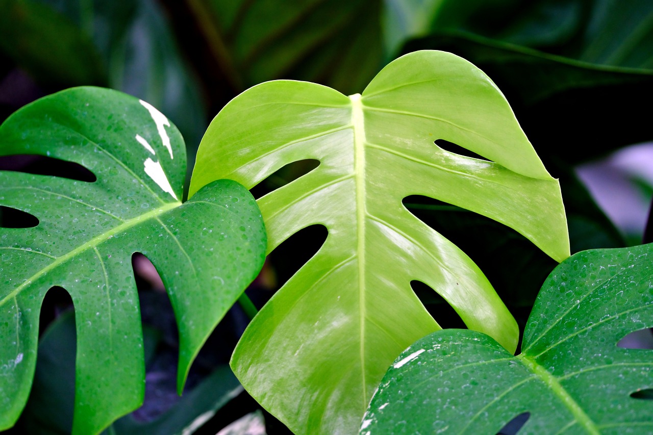 découvrez le monstera, cette plante d'intérieur emblématique aux feuilles luxuriantes et découpées, parfaite pour apporter une touche tropicale à votre décoration. apprenez ses soins, ses besoins en luminosité et comment la cultiver pour en faire un élément central de votre espace.