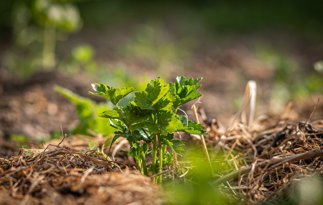découvrez les bienfaits du mulch pour votre jardin ! apprenez comment cette technique de paillage favorise la croissance des plantes, conserve l'humidité du sol et réduit la prolifération des mauvaises herbes. idéal pour embellir vos espaces extérieurs tout en préservant l'environnement.