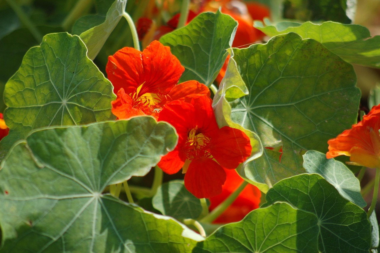découvrez les capucines, fleurs aux couleurs éclatantes et au goût légèrement poivré. apprenez à les cultiver, à les utiliser en cuisine et à profiter de leurs bienfaits pour la santé dans votre jardin.