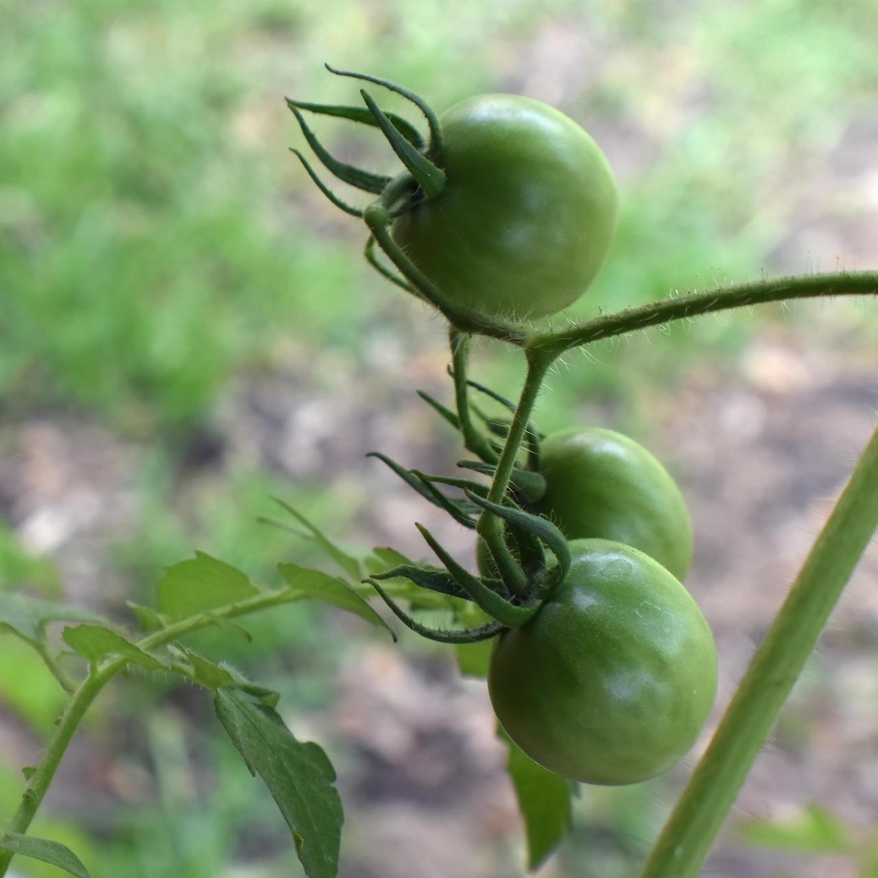 découvrez nos tomates biologiques, savoureuses et saines, cultivées sans pesticides ni produits chimiques. parfaites pour vos salades, sauces ou plats cuisinés, elles apportent une touche de fraîcheur et de goût authentique à votre alimentation. optez pour le bio et faites le choix d'une agriculture durable!