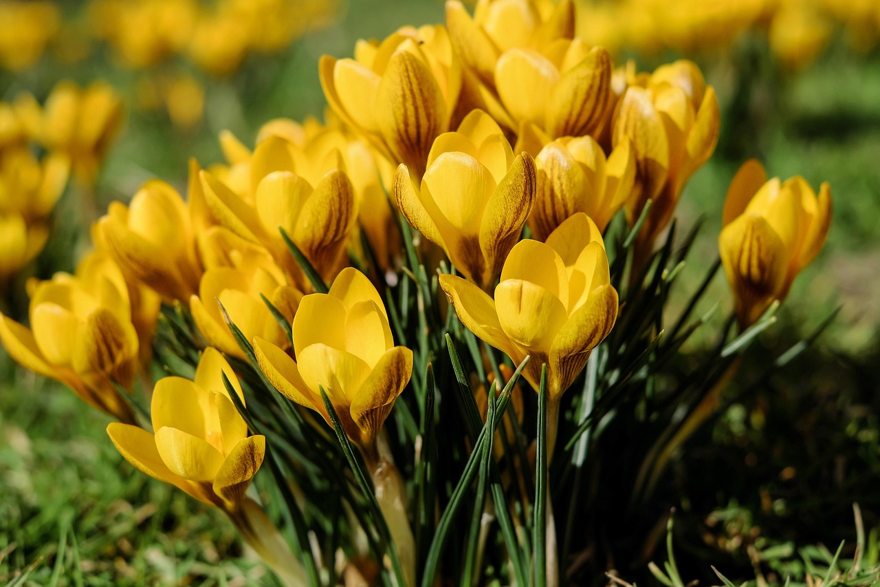 découvrez l'univers des plantes vivaces (perennials) : un guide complet pour choisir, entretenir et embellir votre jardin avec ces merveilles florales qui reviennent année après année. idéal pour les jardiniers passionnés et les amateurs de botanique.