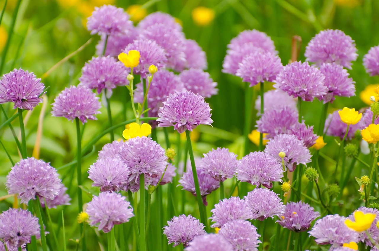 découvrez les plantes vivaces, symbole de beauté durable dans votre jardin. apprenez à les choisir et à les cultiver pour un espace fleuri toute l'année.