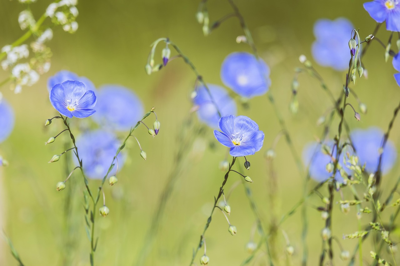 découvrez l'univers fascinant des plantes vivaces (perennials) : des fleurs robustes et durables qui embellissent votre jardin année après année. apprenez à les choisir, les cultiver et les entretenir pour créer un espace extérieur épanouissant et coloré au fil des saisons.