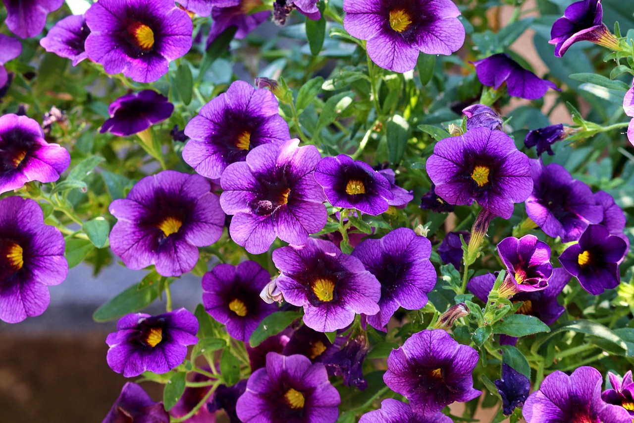 découvrez les pétunias, ces fleurs vibrantes et colorées qui égayent vos jardins et balcons. apprenez à les cultiver, entretenir et les associer pour créer des compositions florales époustouflantes tout au long de l'été.