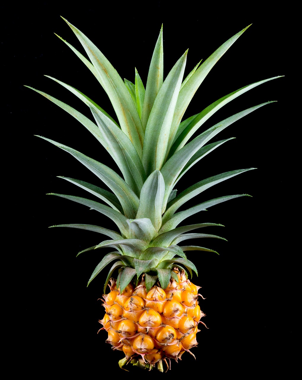 découvrez la beauté exotique de l'ananas de lily, une plante fascinante et unique qui illumine votre jardin avec ses fleurs en forme d'ananas et son feuillage vibrant. apprenez à l'entretenir et à l'intégrer dans votre décoration extérieure.