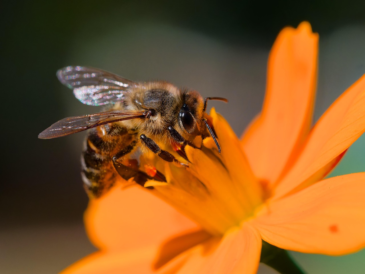 découvrez les plantes pollinatrices essentielles pour attirer et soutenir les insectes pollinisateurs dans votre jardin. apprenez à choisir les meilleures espèces pour favoriser la biodiversité et embellir vos espaces extérieurs.