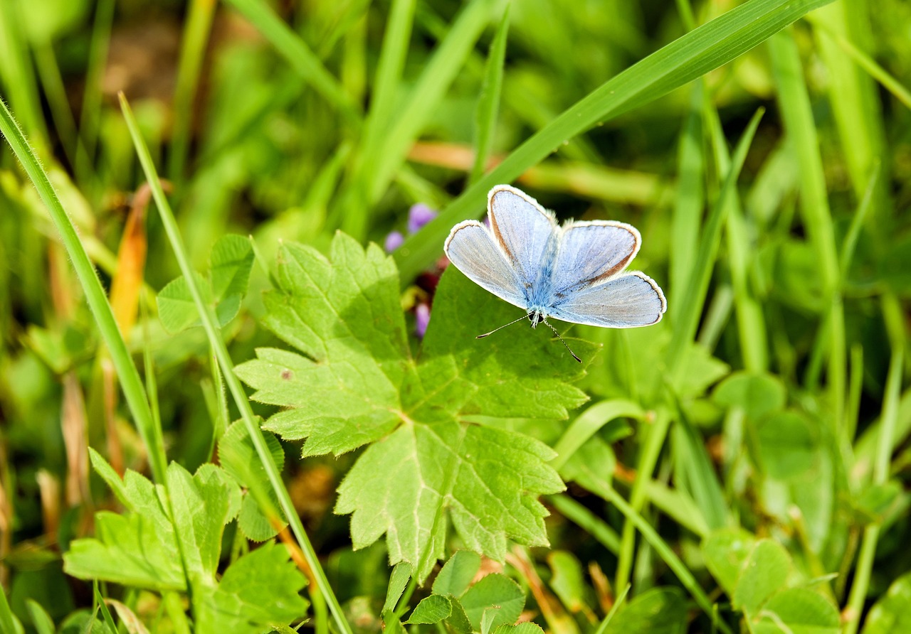 découvrez les plantes pollinisatrices essentielles pour attirer les abeilles, papillons et autres pollinisateurs. apprenez à enrichir votre jardin tout en soutenant la biodiversité grâce à une sélection de plantes adaptées.