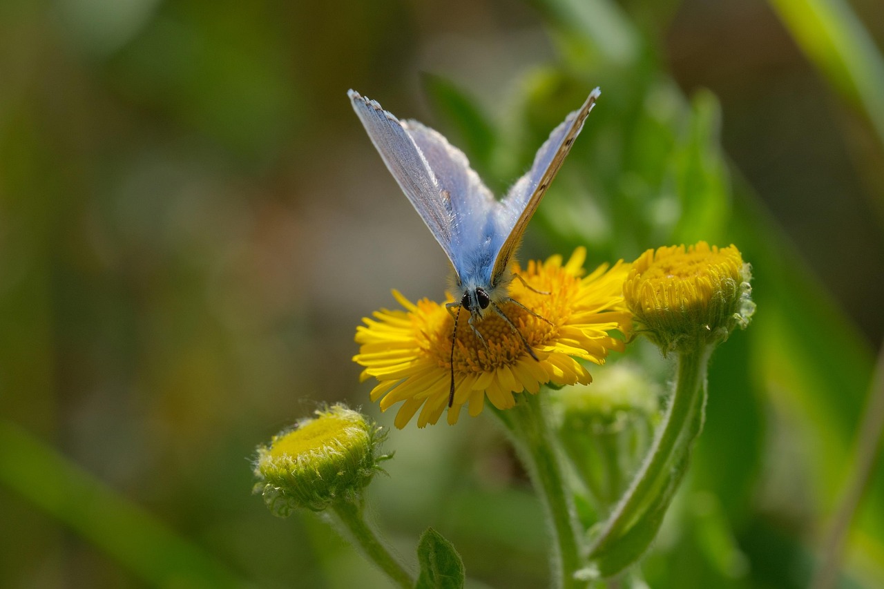 découvrez les plantes pollinatrices qui attirent abeilles, papillons et autres insectes essentiels à la pollinisation. harmonisez votre jardin avec ces espèces fleuries pour soutenir la biodiversité et encourager la vie sauvage.
