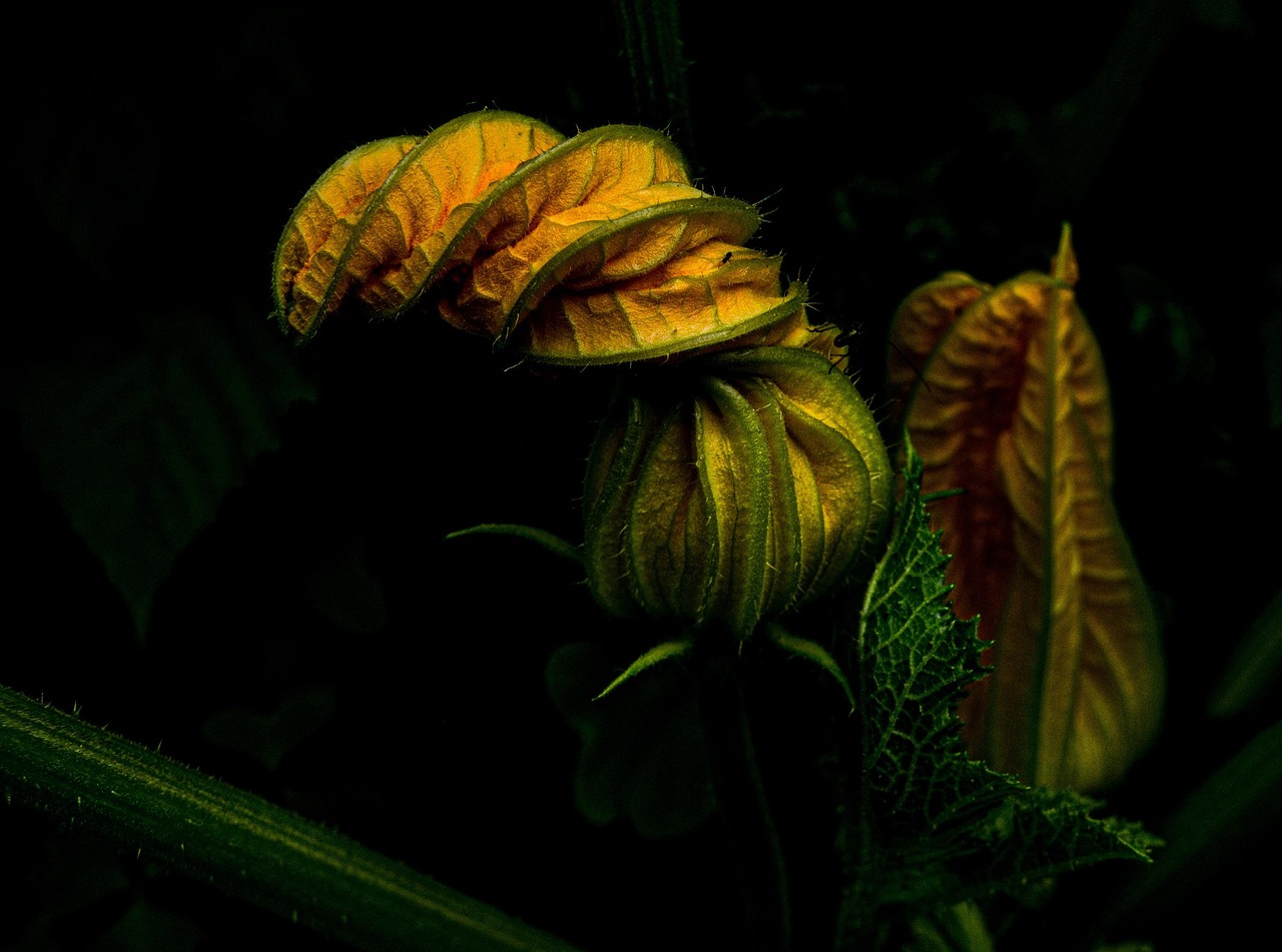 découvrez les légumes prolifiques, riches en nutriments et faciles à cultiver. apprenez à maximiser votre jardin avec ces variétés productives qui vous garantiront une récolte abondante, tout en apportant saveur et vitalité à votre table.