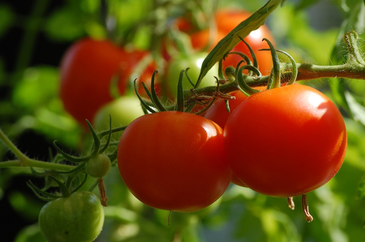 découvrez les légumes prolifiques : une variété de légumes faciles à cultiver qui garantissent une récolte abondante tout au long de l'année. apprenez à maximiser votre jardin avec ces choix nutritifs et savoureux.