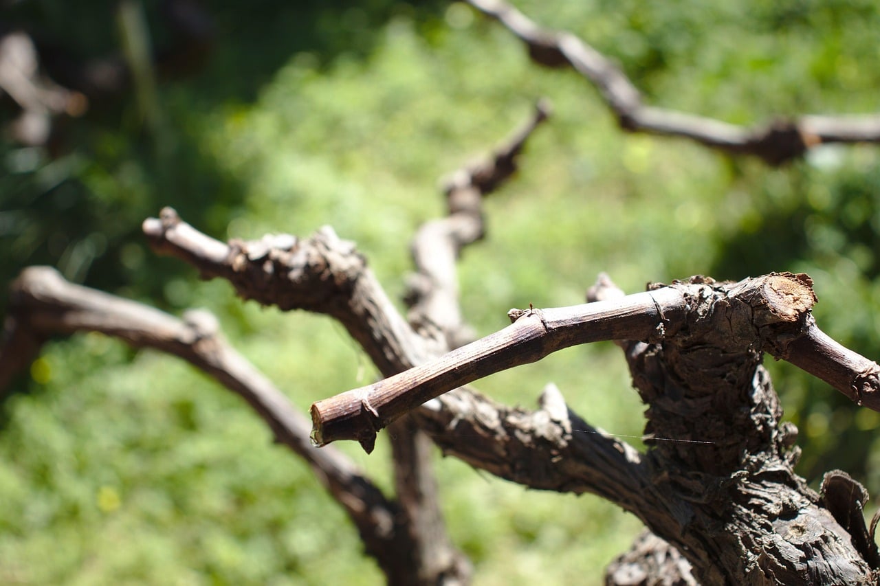 découvrez les meilleures techniques de taille pour vos plantes et arbres. apprenez à maintenir une croissance saine, à embellir votre jardin et à maximiser la production de fruits et fleurs grâce à nos conseils de pruning adaptés à chaque espèce.