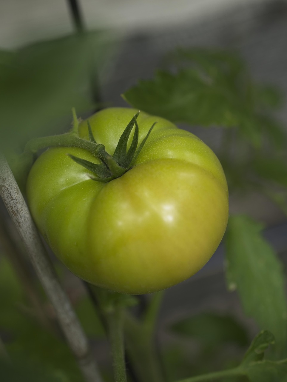 découvrez le processus de maturation des fruits et légumes, essentiel pour développer leurs saveurs et nutriments. apprenez comment la maturation influence la texture, le goût et la qualité des récoltes.