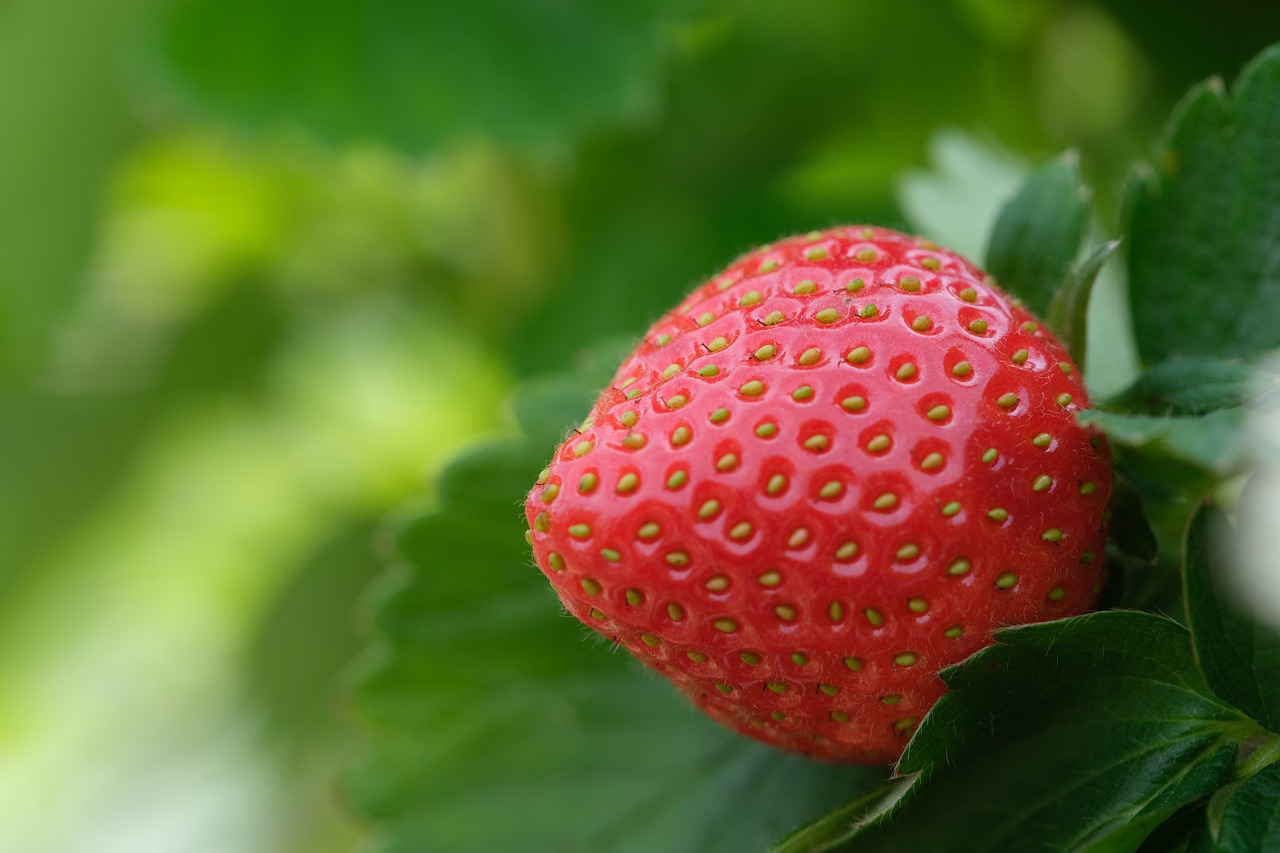découvrez la délicieuse expérience des fraises : un fruit juteux aux multiples bienfaits, parfait pour vos desserts, smoothies et salades. savourez la douceur et la fraîcheur des fraises, idéales pour un été gourmand.