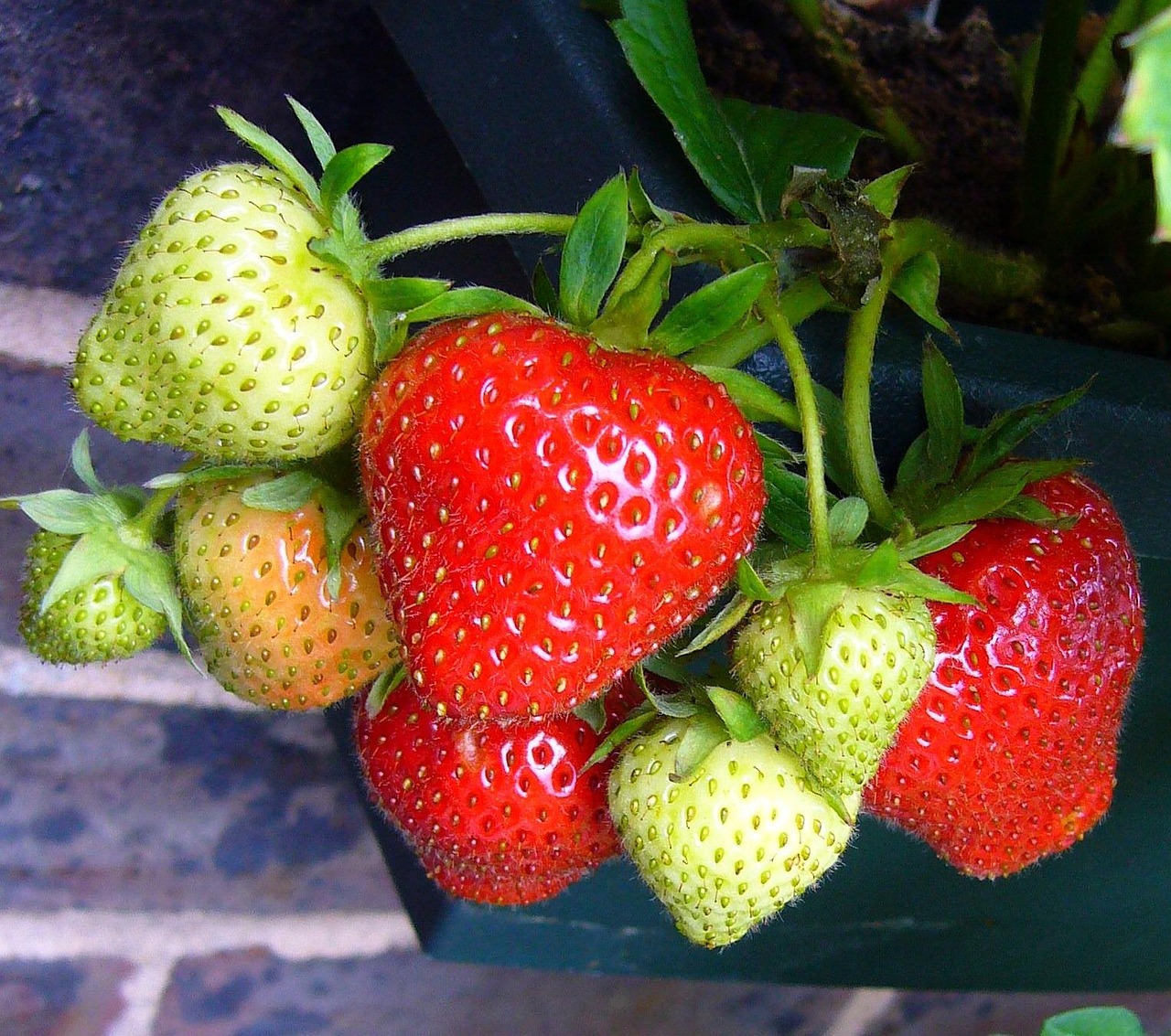 découvrez l'univers savoureux des fraises, un fruit juteux et sucré qui évoque le printemps. apprenez-en plus sur ses variétés, ses bienfaits pour la santé et des recettes délicieuses pour en profiter pleinement.