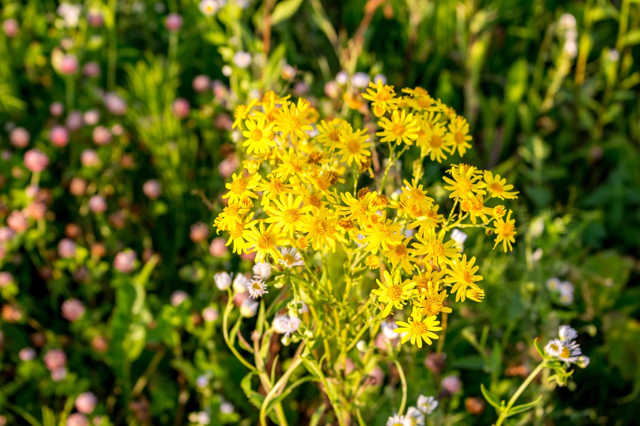 découvrez tout ce que vous devez savoir sur les substrats, des matériaux essentiels pour la culture de plantes et le jardinage. apprenez comment choisir le bon substrat pour optimiser la croissance de vos végétaux et améliorer la santé de votre jardin.