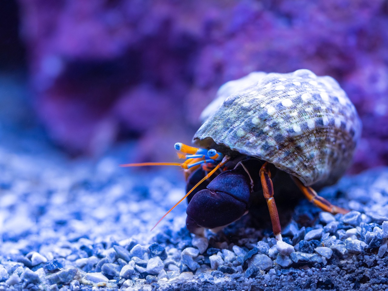 découvrez tout sur les substrats : leur rôle essentiel dans l'agriculture, l'horticulture et l'aquaculture. apprenez comment choisir le bon substrat pour vos plantes et optimiser leur croissance.