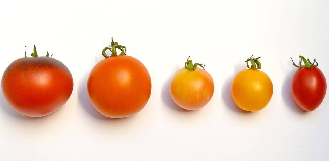 découvrez les différentes variétés de tomates et leurs caractéristiques uniques. apprenez à cultiver, utiliser et savourer ces délicieuses tomates pour enrichir vos plats et votre jardin.