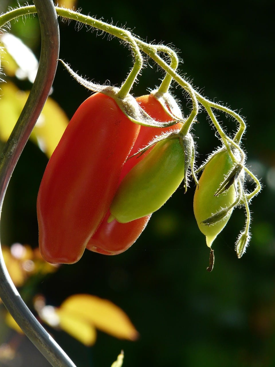 découvrez les différentes variétés de tomates, leurs saveurs uniques et leurs utilisations en cuisine. apprenez à choisir la tomate parfaite pour vos recettes et cultivez votre jardin avec les meilleures variétés de tomates adaptées à votre climat.