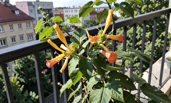 Chèvrefeuille grimpant sur rambarde de balcon