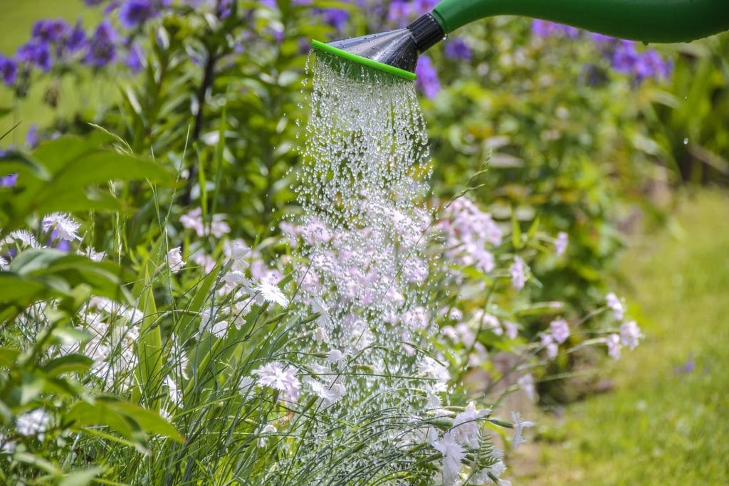 arrosage plantes vacances