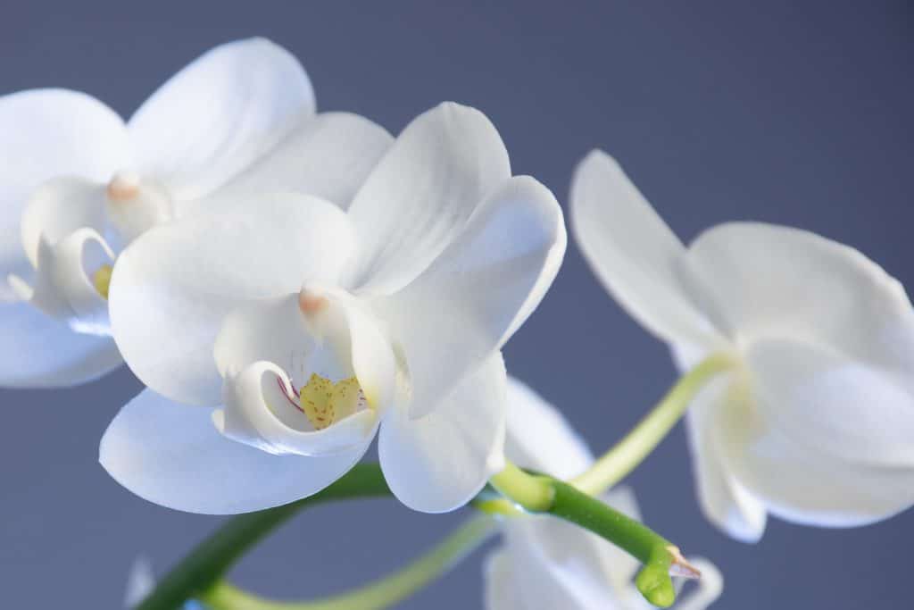 orchidées