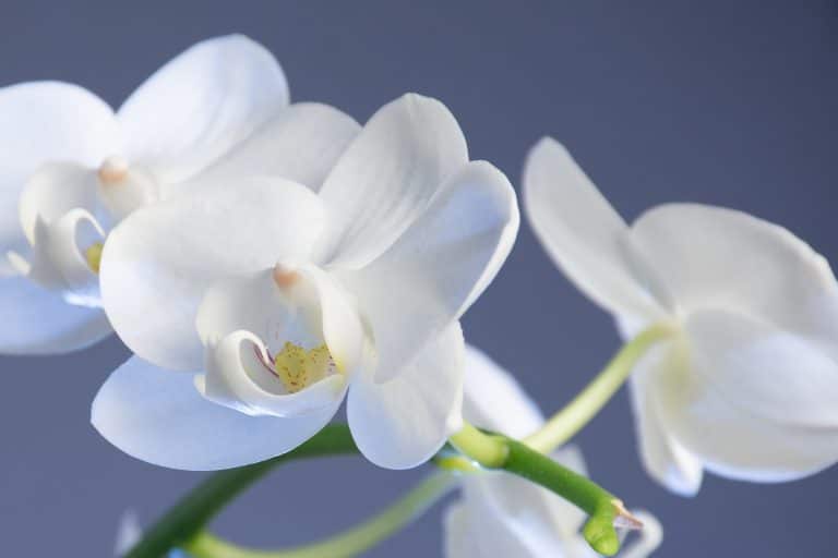 orchidées