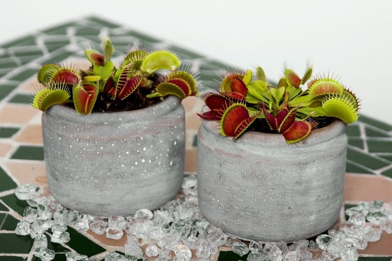 plante carnivore dionée attrape mouche